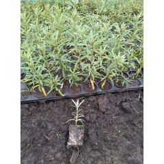 Саженцы облепихи, сорт Лейкора в касетах Саженцы облепихи, сорт Лейкора в касетах