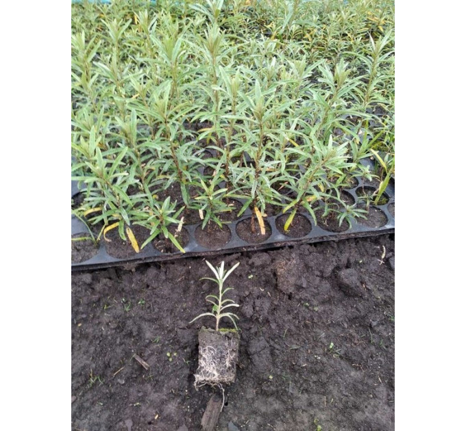 Саженцы облепихи, сорт Лейкора в касетах