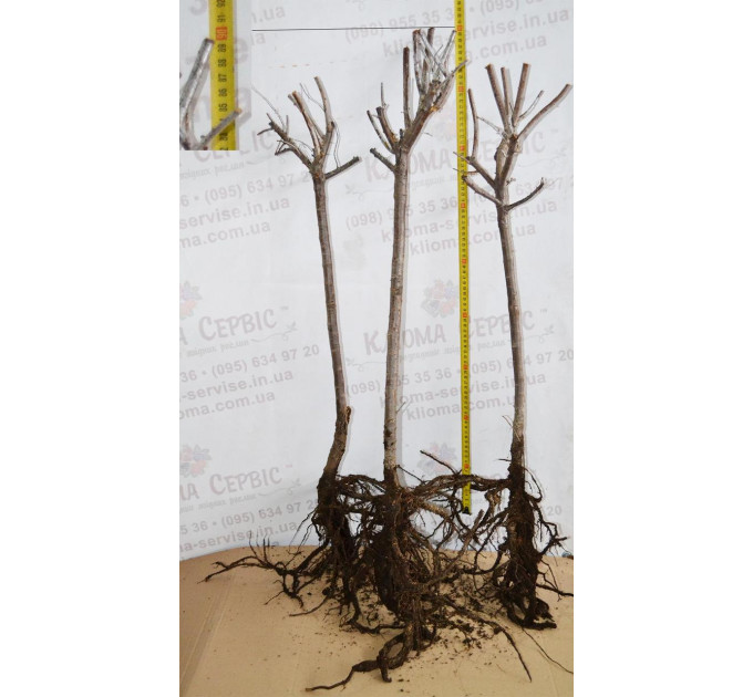 Саженцы облепихи сорт Mara, 3 летние