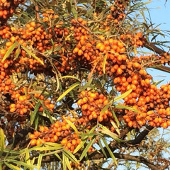 Саженцы облепихи сорт Mara, 3 летние