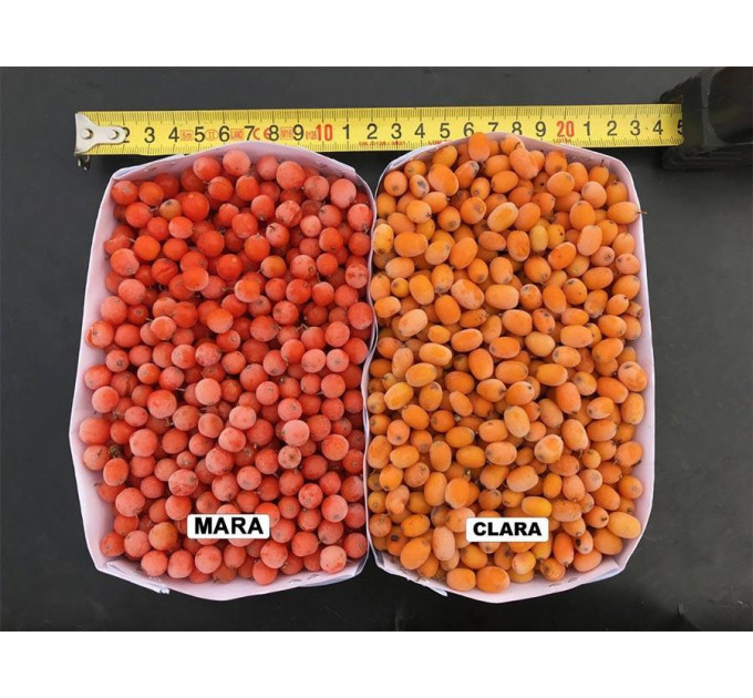 Саженцы облепихи сорт Mara, 3 летние