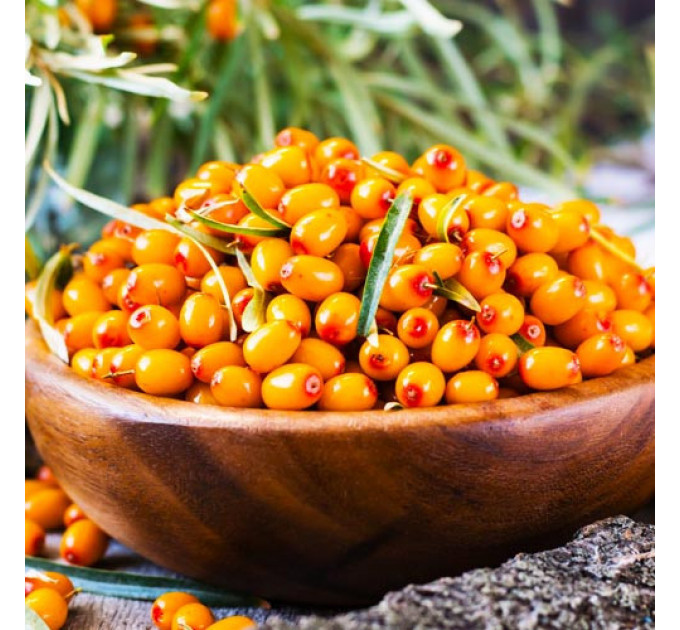 Саженцы облепихи сорт Ева 2 летние, контейнер 1.5 л