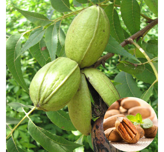 Саженцы ореха пекан сорт Kanza 2 летние, конт. 2 л