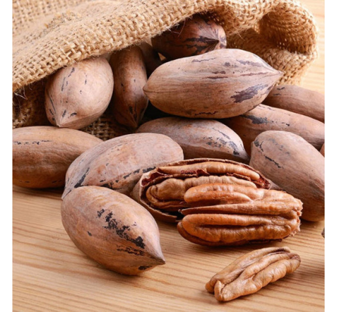 Саженцы ореха пекан сорт Kanza 2 летние, конт. 2 л