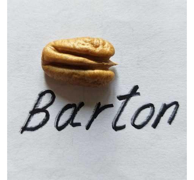 Саженцы ореха пекан сорт Barton 2 летние, конт. 2 л