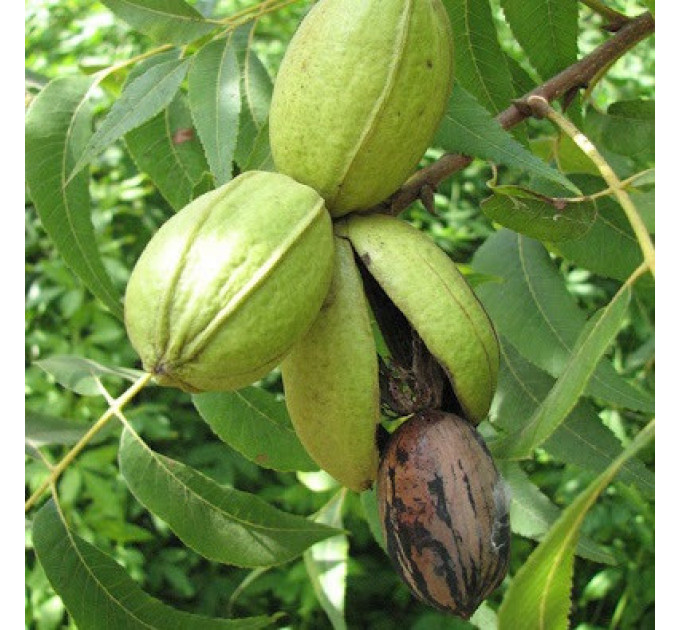 Саженцы ореха пекан сорт Barton 2 летние, конт. 2 л