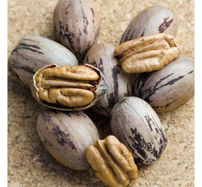 Саженцы ореха пекан сорт Kiowa 2 летние, конт. 2 л