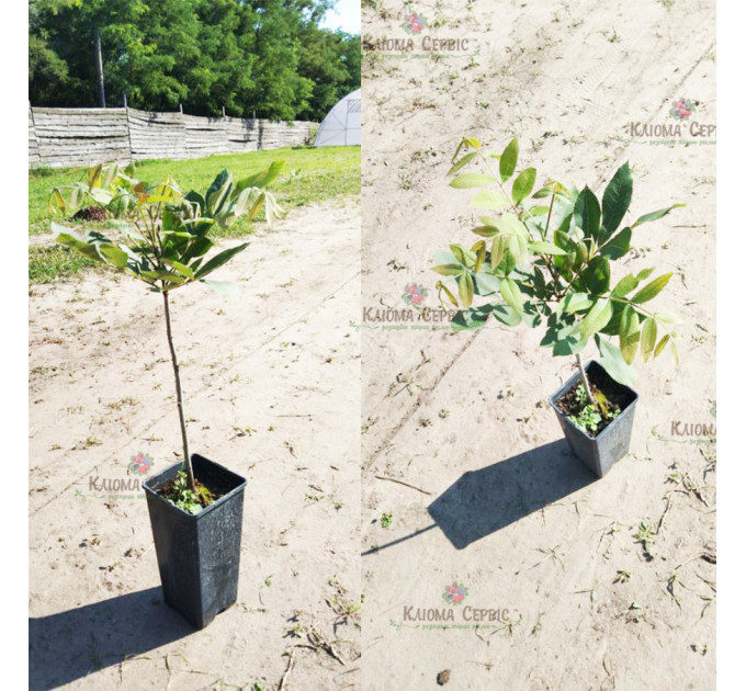 Саженцы ореха пекан сорт Kiowa 2 летние, конт. 2 л