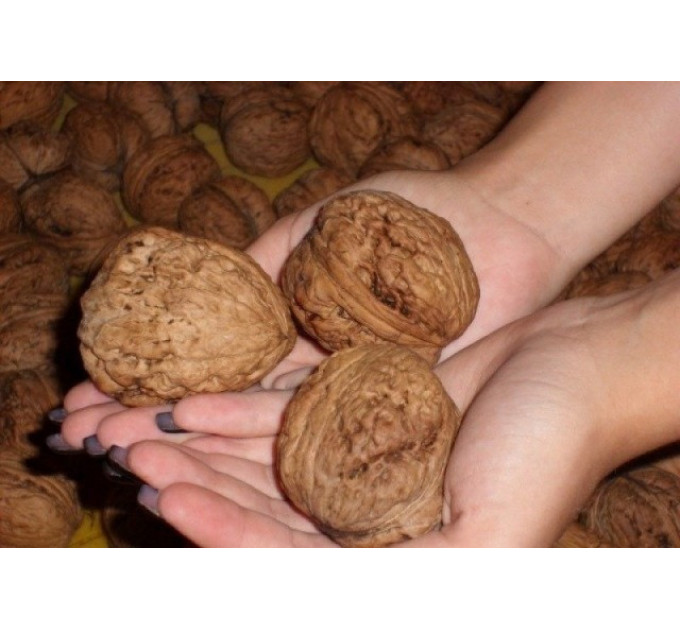 Саженцы грецкого ореха сорт Великан 1 летний, конт 2 л