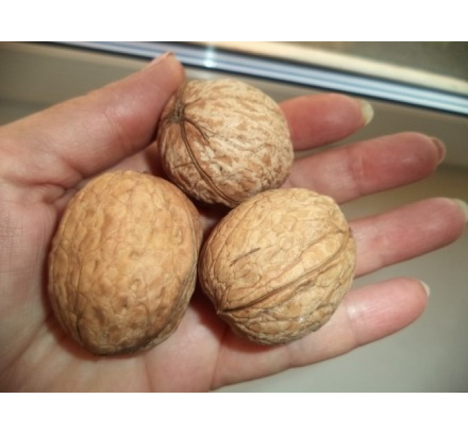 Саженцы грецкого ореха сорт Великан 1 летний, конт 2 л