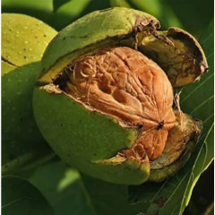 Саженцы грецкого ореха сорт Великан 1 летний, конт 2 л