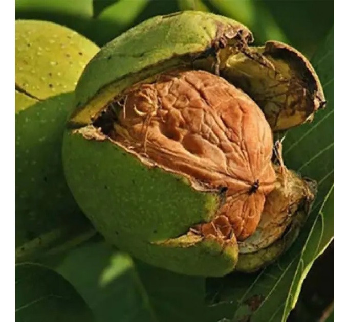 Саженцы грецкого ореха сорт Великан 1 летний, конт 2 л