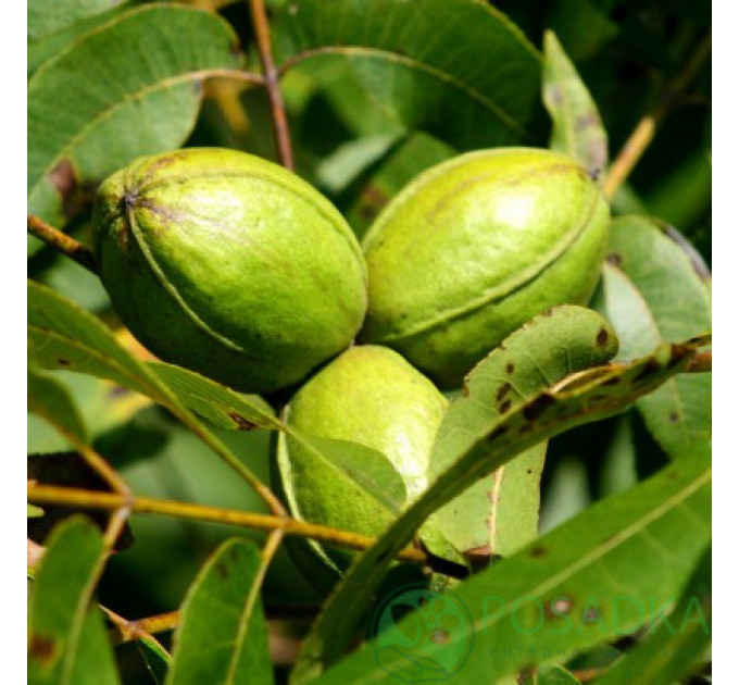 Саженцы ореха пекан сорт Буссерон 2 летние, конт. 2 л