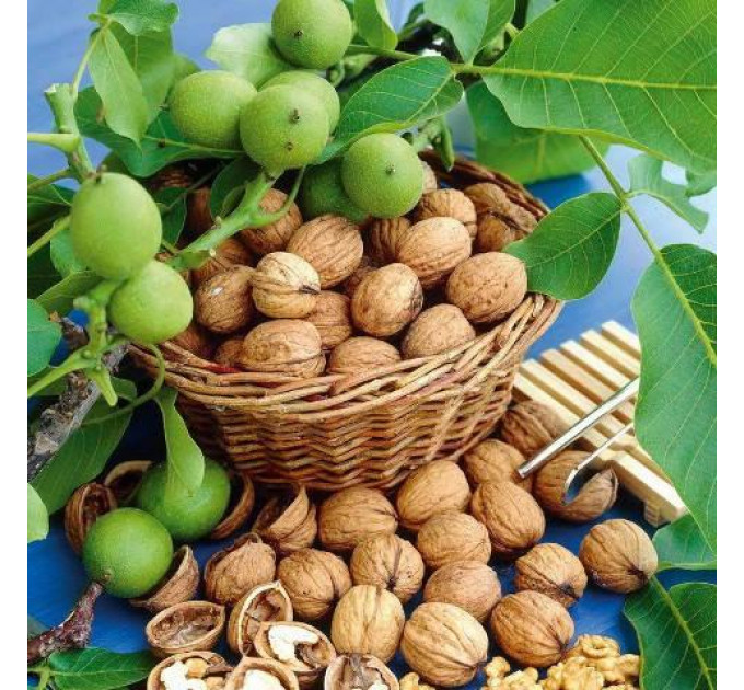 Грецький горіх сорт "Ідеал" 1 річний