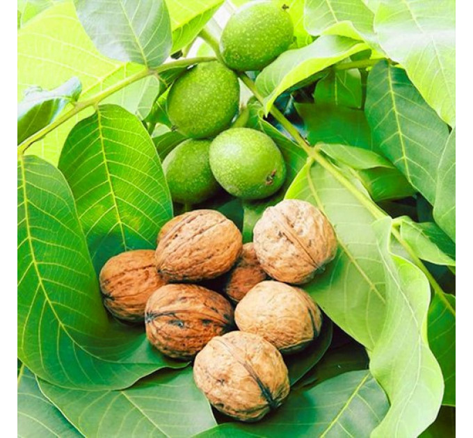 Грецький горіх сорт "Ідеал" 1 річний