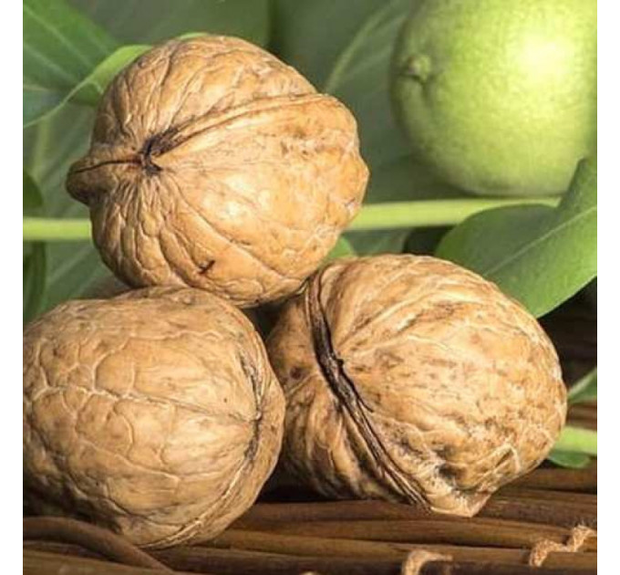 Грецький горіх сорт "Ідеал" 1 річний