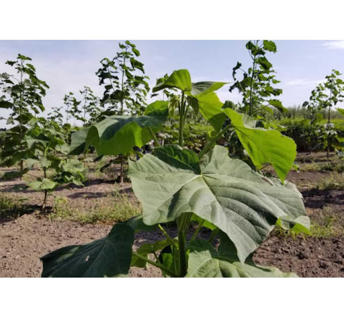 Саджанці павловнії сорт Фенікс в високому конт. 3,5 л