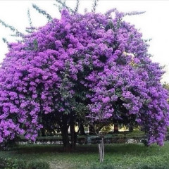 Саженцы павловнии сорт Феникс в высоком конт. 3,5 л