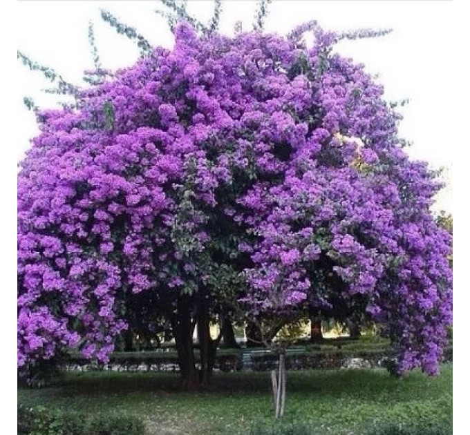 Саджанці павловнії сорт Фенікс в високому конт. 3,5 л