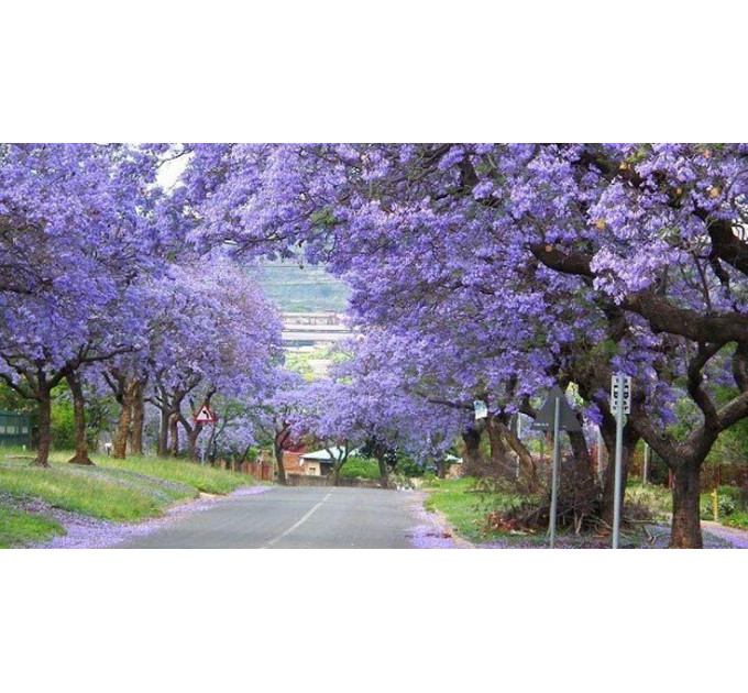 Саджанці павловнії сорт Фенікс в високому конт. 3,5 л