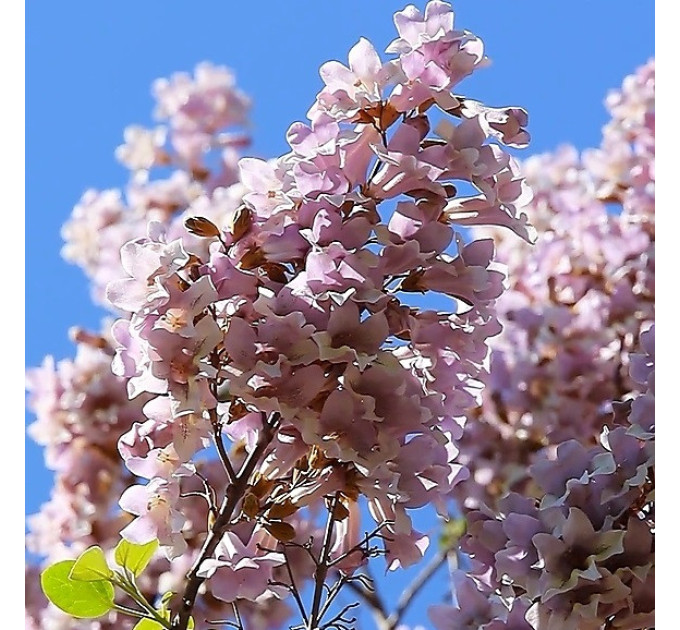 Саджанці павловнії сорт Пао Тонг в високому конт. 3,5 л