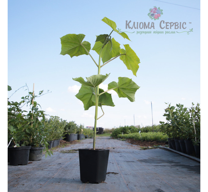 Саджанці павловнії сорт Пао Тонг в високому конт. 3,5 л