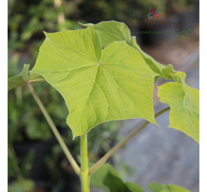 Саджанці павловнії сорт Пао Тонг в високому конт. 3,5 л