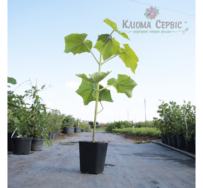 Саджанці павловнії сорт Пао Тонг в високому конт. 3,5 л