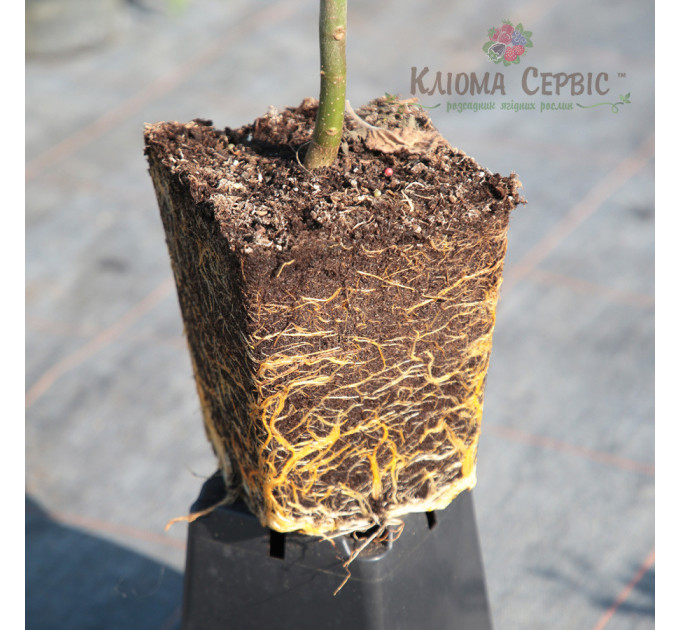 Саджанці павловнії сорт Пао Тонг в високому конт. 3,5 л