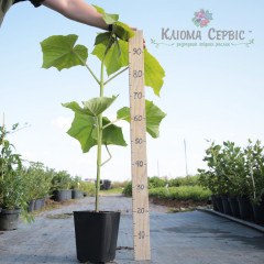 Саженцы павловнии сорт Пао Тонг в высоком конт. 3,5 л