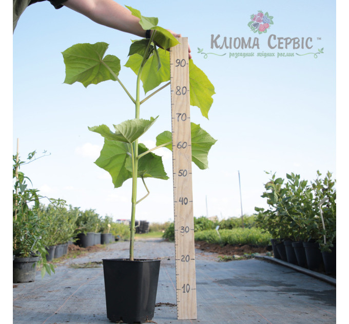 Саджанці павловнії сорт Пао Тонг в високому конт. 3,5 л