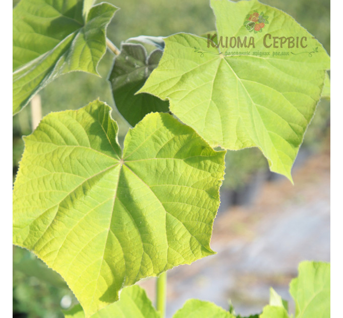 Саджанці павловнії сорт Пао Тонг в високому конт. 3,5 л