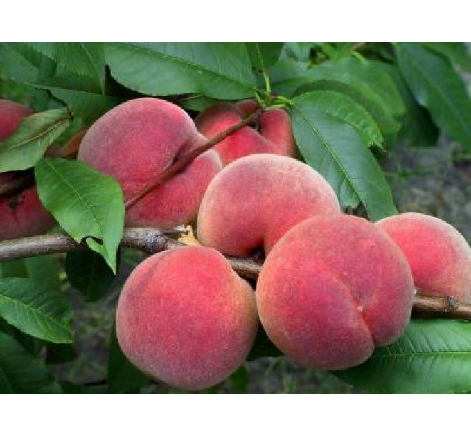 Саженцы персика сорт Канадиан Хармони, подвой сеянец миндаля