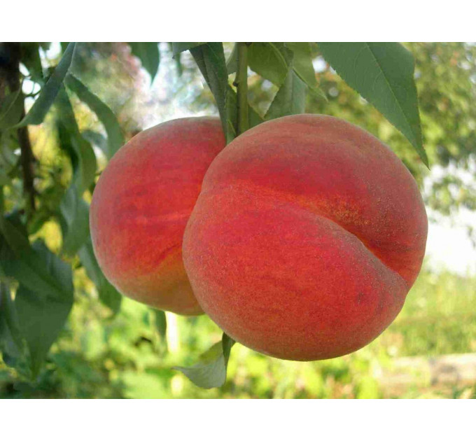 Саженцы персика сорт Канадиан Хармони, подвой сеянец миндаля