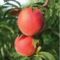 Саженцы персика сорт Канадиан Хармони, подвой сеянец миндаля