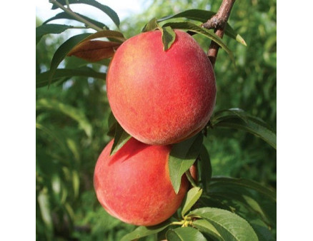 Саженцы персика сорт Канадиан Хармони, подвой сеянец миндаля Саженцы персика сорт Канадиан Хармони, подвой сеянец миндаля