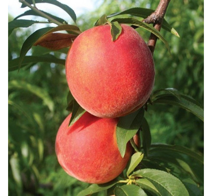 Саженцы персика сорт Канадиан Хармони, подвой сеянец миндаля