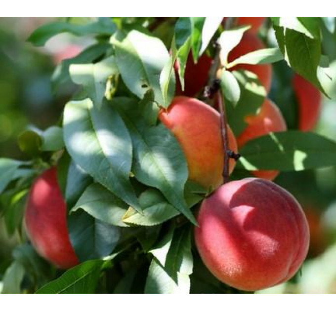 Саженцы персика сорт Харроу Бьюти