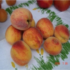 Персик "Желтоплодный ранний"