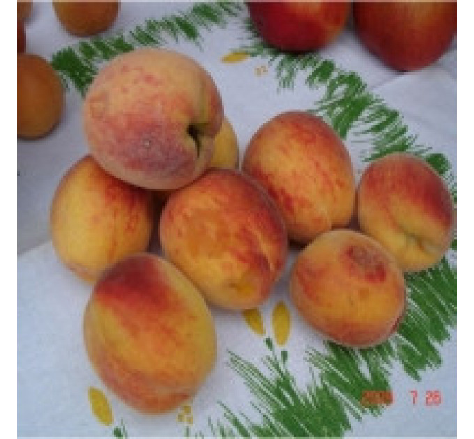 Персик "Желтоплодный ранний"