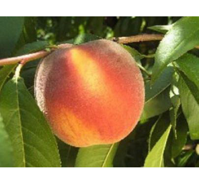 Персик сорт PF 13 Елоу Питч (средне-поздний), подвой миндаль