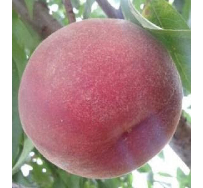 Саженцы персика сорт Лаурол, подвой миндаль