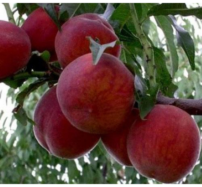 Саженцы персика сорт Лаурол, подвой миндаль