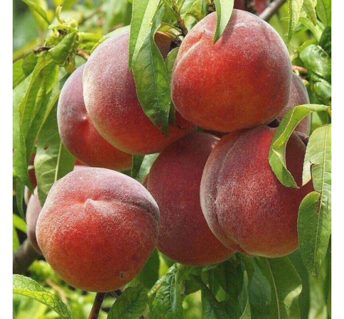 Саженцы персика сорт Лаурол, подвой миндаль