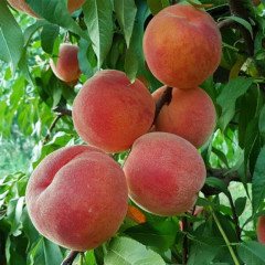 Персик сорт PF 13 Елоу Питч (средне-поздний), подвой миндаль