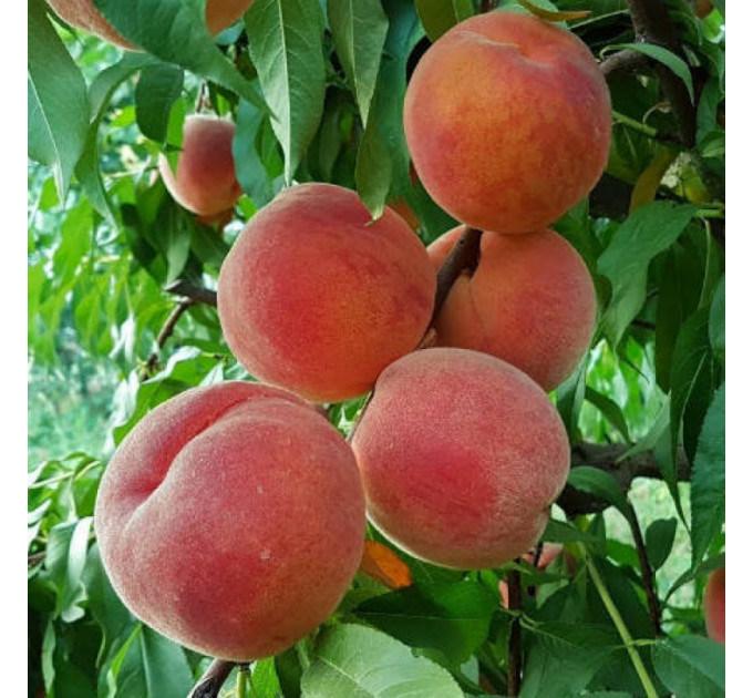 Персик сорт PF 13 Елоу Питч (средне-поздний), подвой миндаль