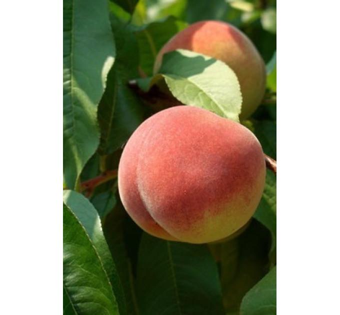 Персик "Подарунок Києва"