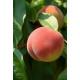 Персик "Подарунок Києва"