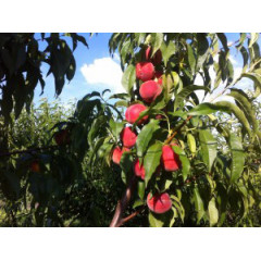 Персик ранний сорт Юлия