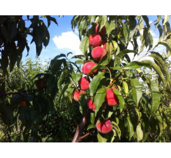 Персик ранний сорт Юлия